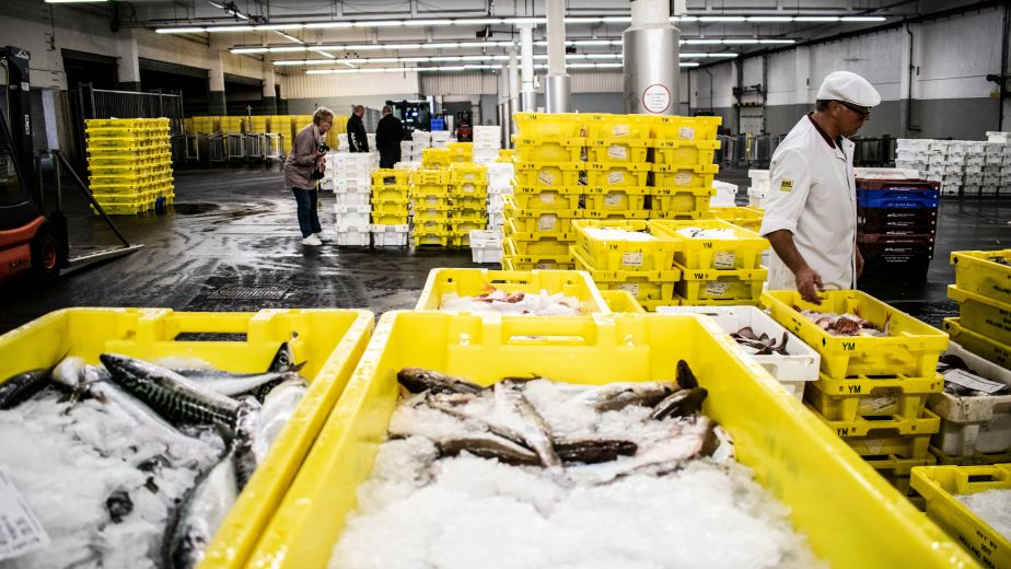 D1 FISH FACTORY 04.26