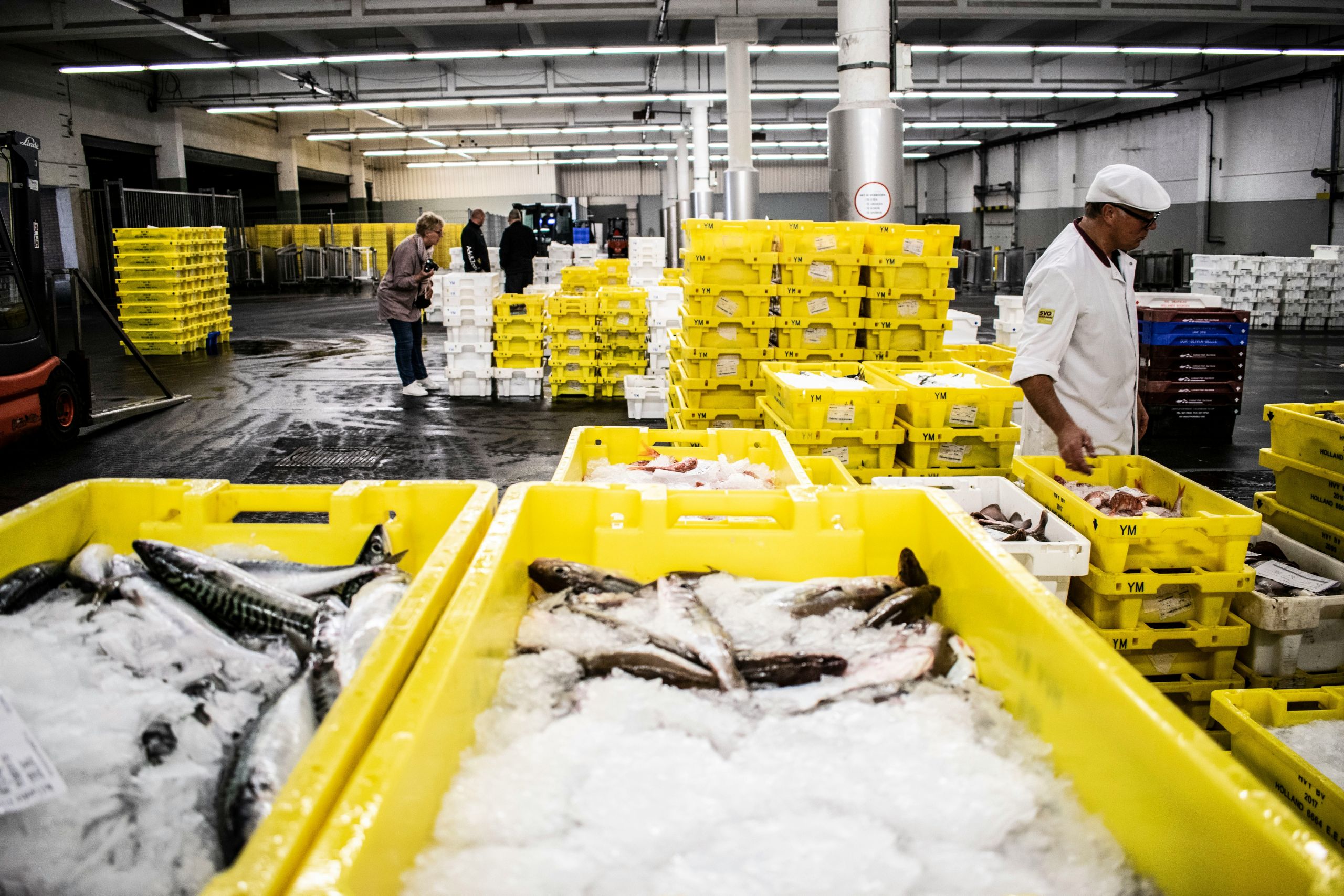 D1 FISH FACTORY 04.26